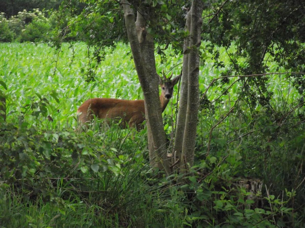 Vakantiehuisjes Landgoed Sonneborghe Kollumerzwaag Esterno foto